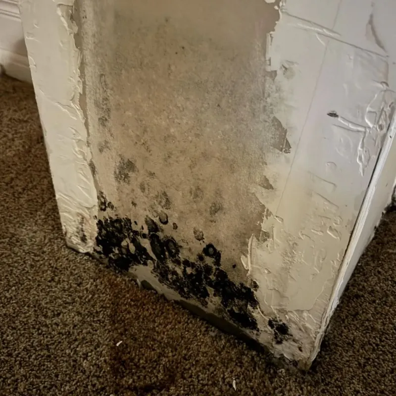 Professional Mold Removal in Panama City Beach, FL